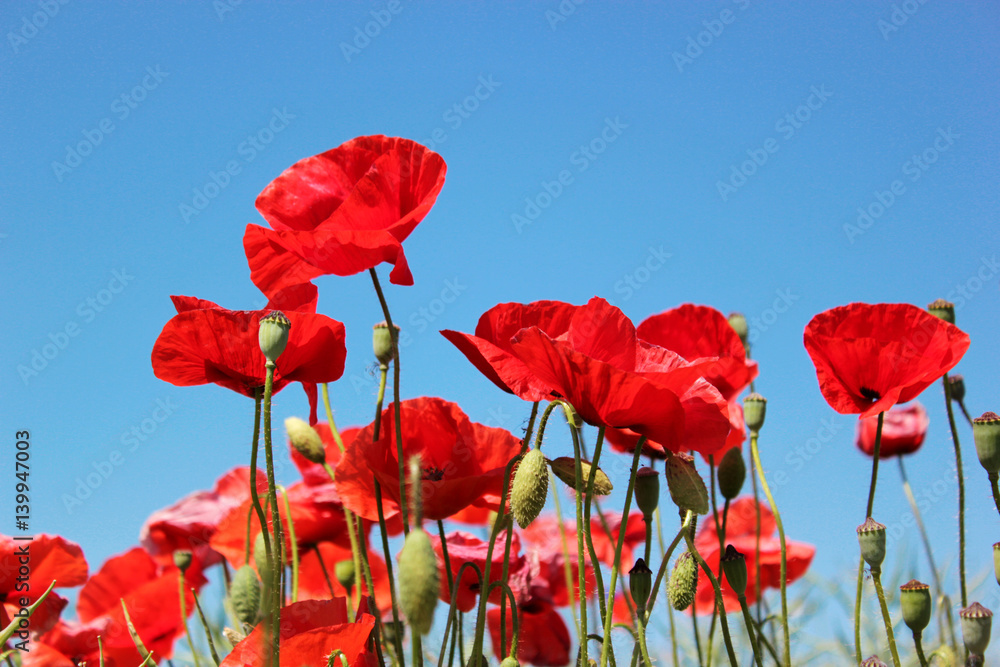 Fototapeta premium Red poppies on the blue sky background, close up.