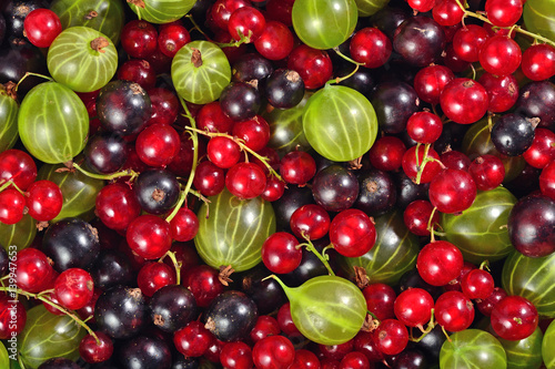 Various kinds of fresh berries as background