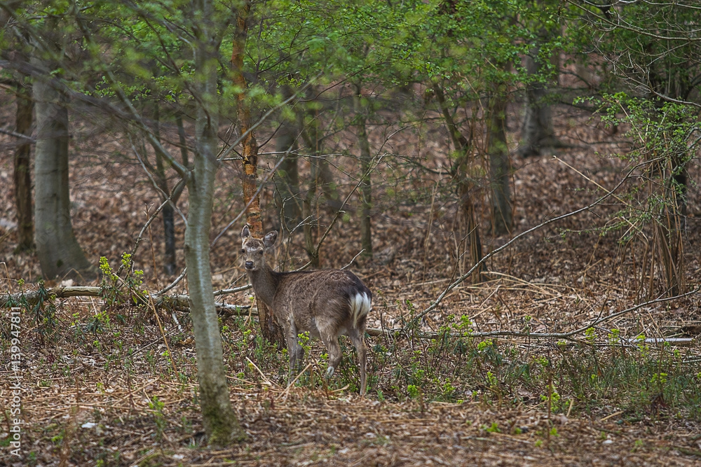 photo of an adult Sika deer walking in the forest photo of an adult Sika deer walking in the forest