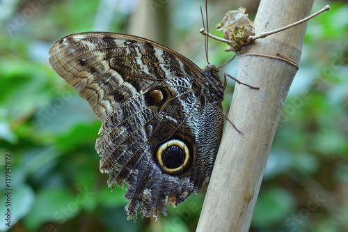 Schmetterling Bananenfalter photo