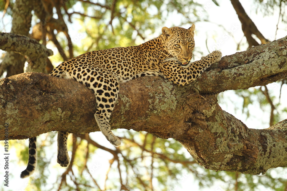 Obraz premium animal