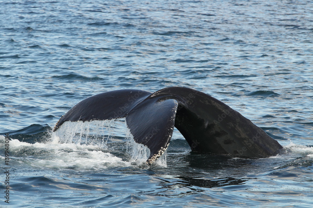 Fototapeta premium animal