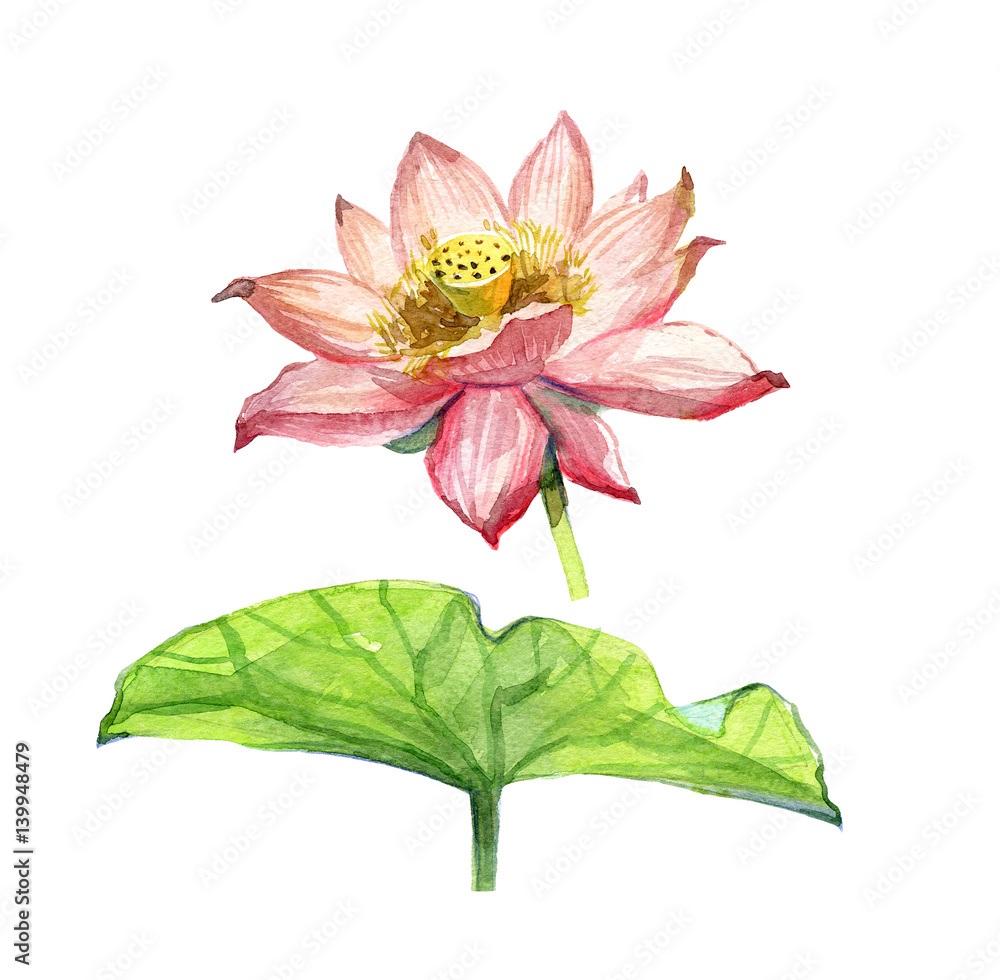 Watercolor pink lotus bouquet on a white background illustration.