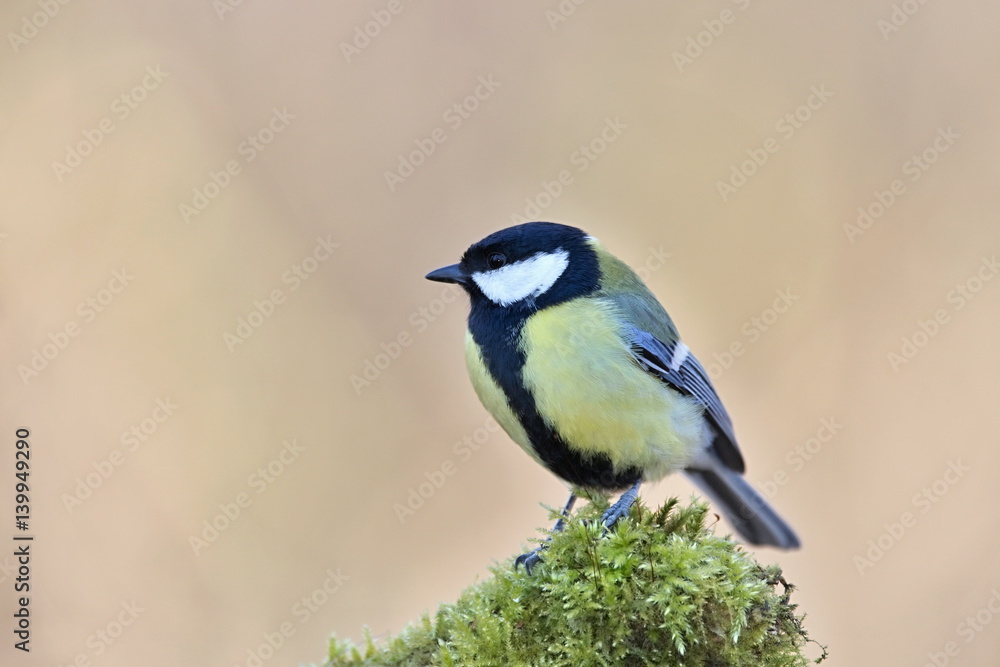 Parus major, Blue tit . Wildlife landscape, titmouse sitting on a branch moss-grown.. Europe, country Slovakia. Meise. Parus major, Blue tit . Wildlife landscape, titmouse sitting on a branch moss-grown.. Europe, country Slovakia. Meise.