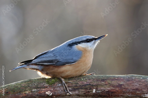 Sitta europaea, Red-breasted nuthatch sitting on a branch moss-grown. Wildlife scenery, Europe, Slovakia landscape.