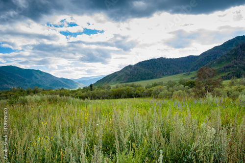 Beautiful mountain landscape. In the foreground is tall grass, then the trees and mountains of Altai. White and gray clouds on a blue sky background. Russia.