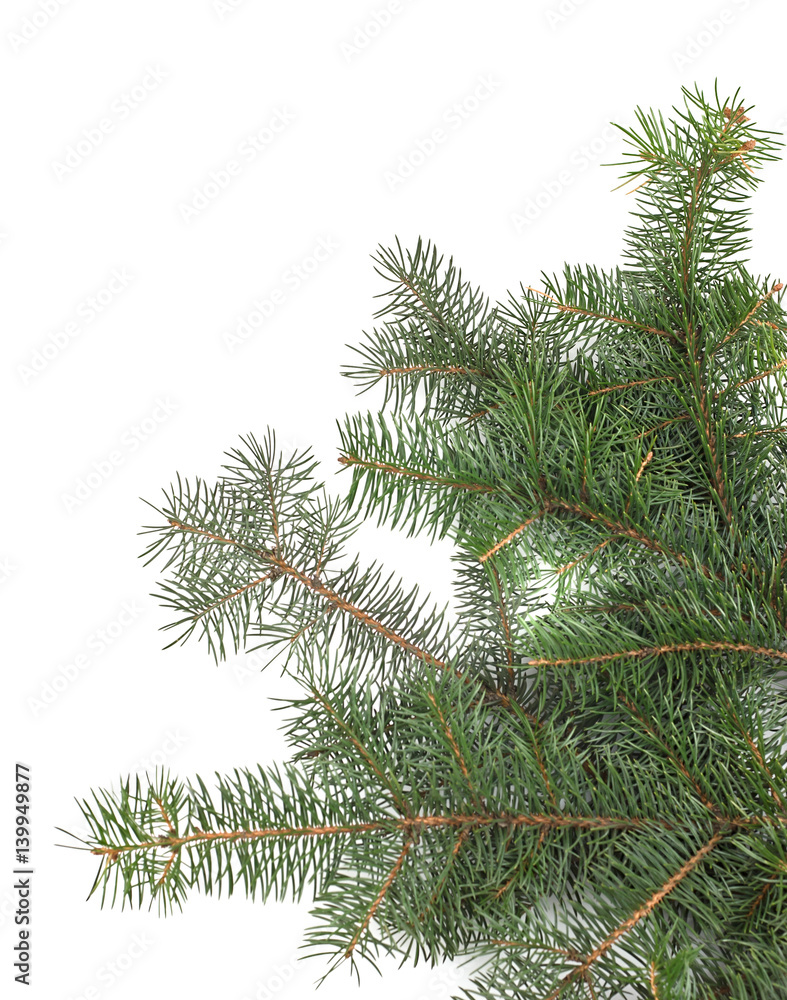 Christmas tree branches border