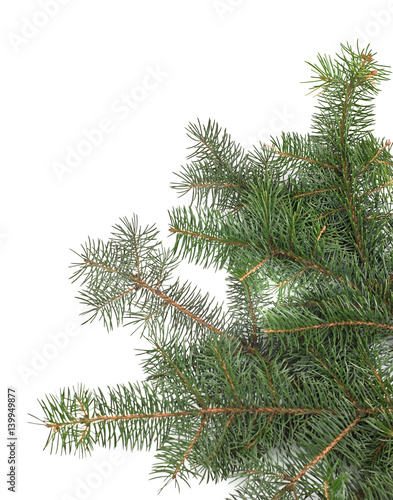 Christmas tree branches border