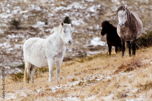 Wild white mustang horse on a snowy field