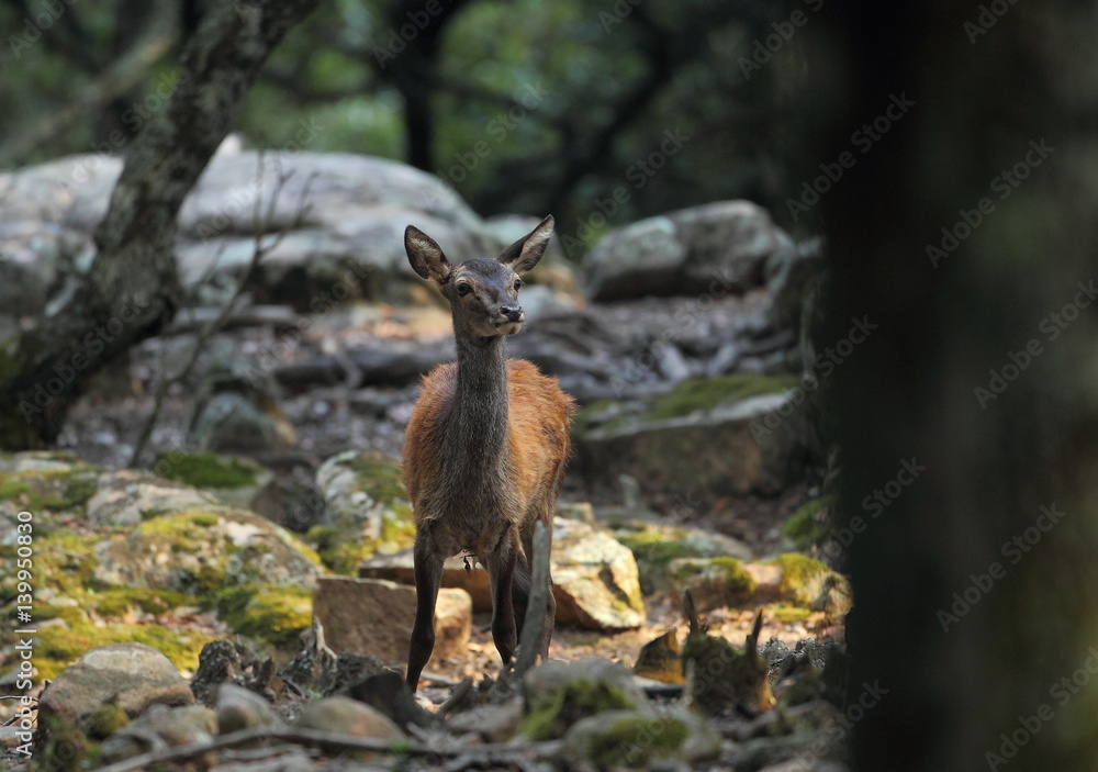 Fototapeta premium animal