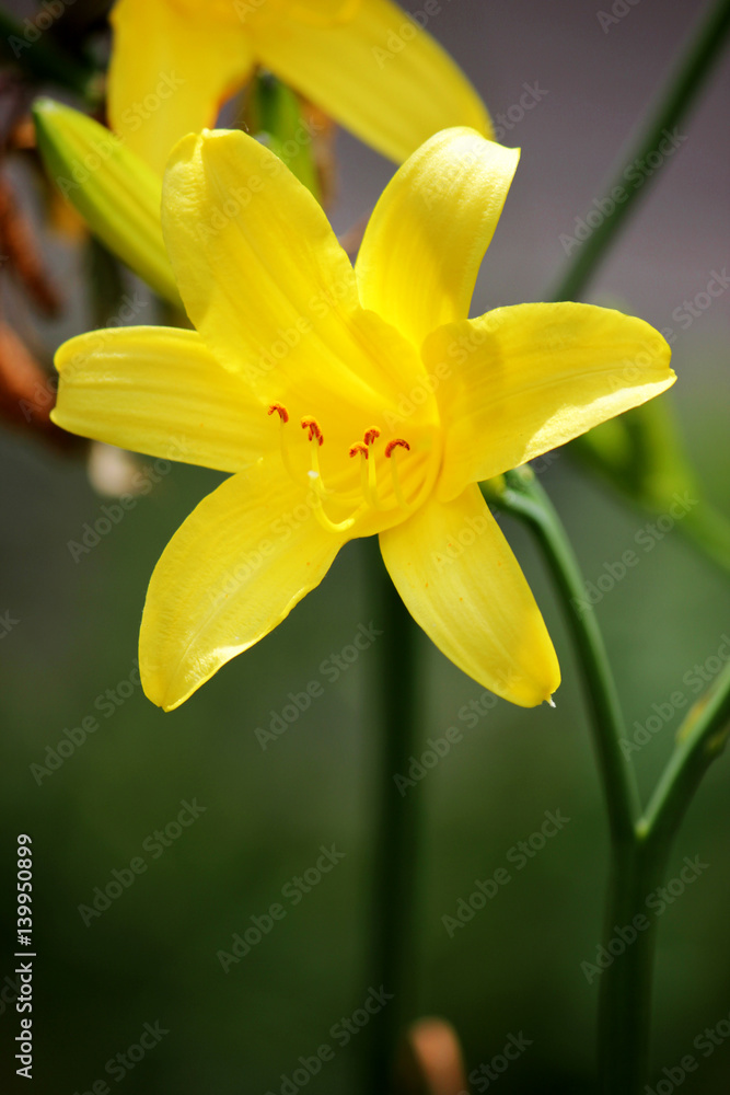 Yellow lilies in the garden. Colored background. Yellow lilies in the garden. Colored background.