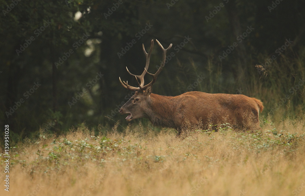 Obraz premium animal