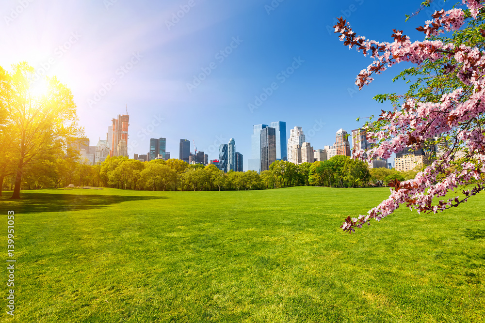 Fototapeta premium Central park at spring sunny day, New York City