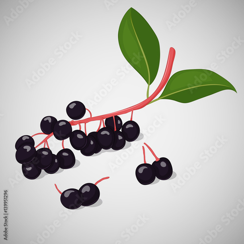 Bright juicy bird cherry or hackberry on grey background. Sweet delicious for your design in cartoon style. Vector illustration. Berries Collection.