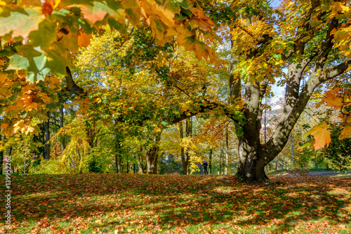 Obraz na płótnie Autumn leaves w salonie