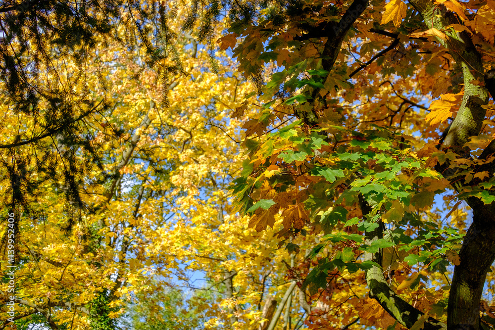 Autumn leaves