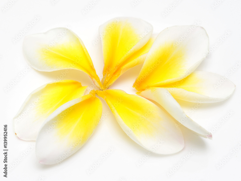 Fototapeta premium plumeria