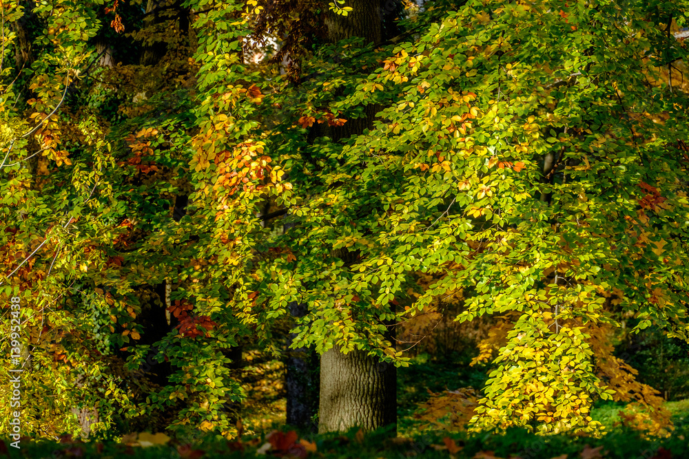 Autumn leaves