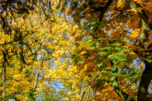 Obraz na płótnie Autumn leaves w salonie