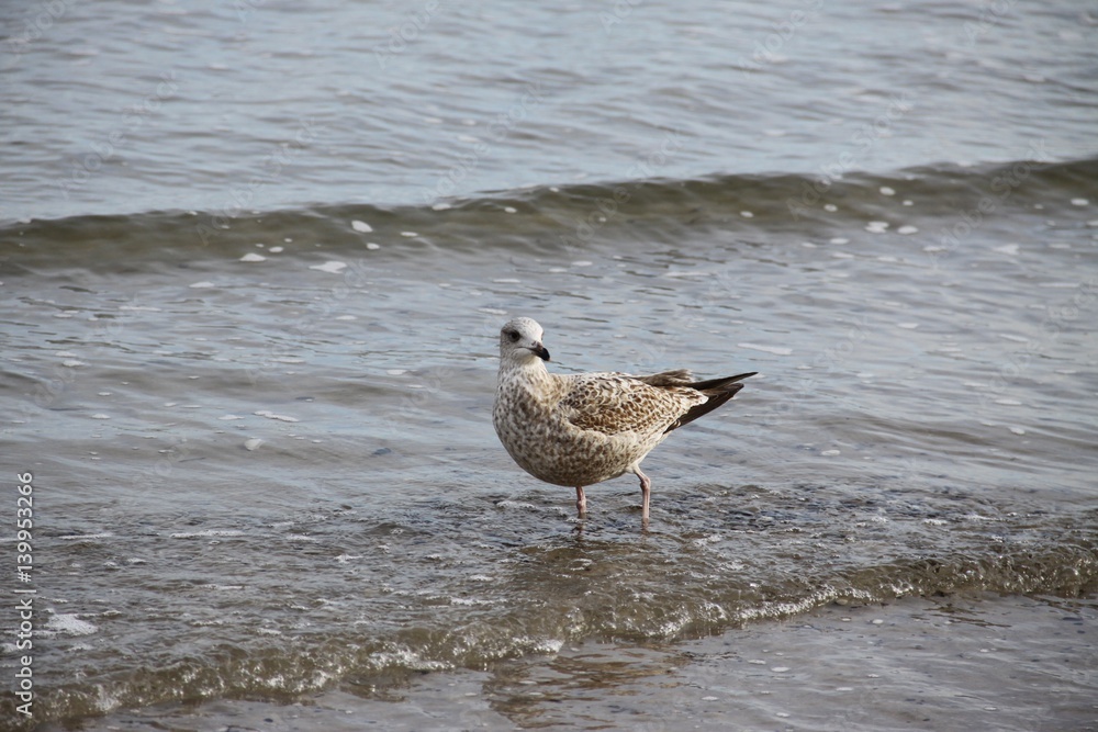 Seagull in the Baltic Sea Seagull in the Baltic Sea