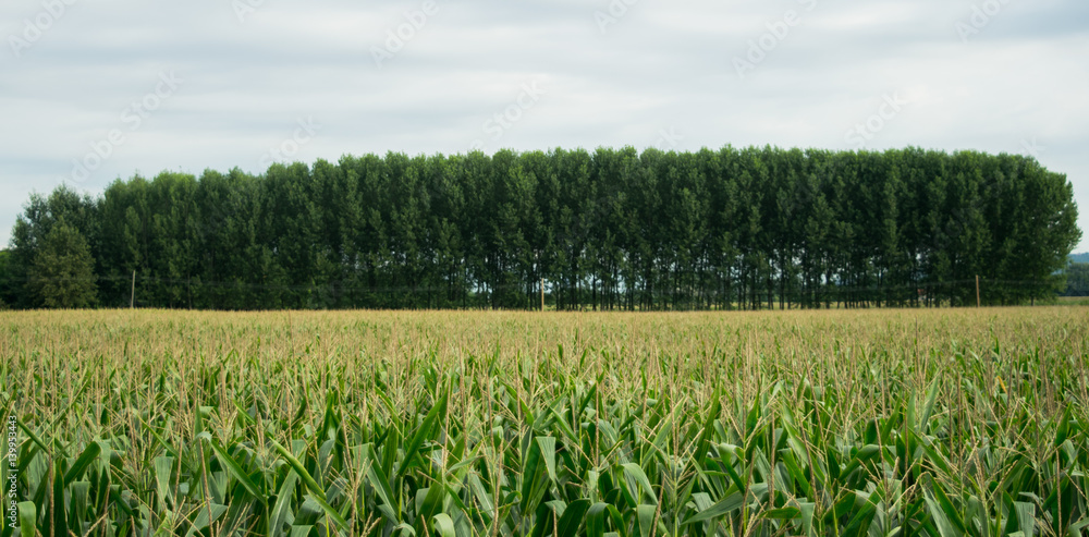file di alberi e grano file di alberi e grano