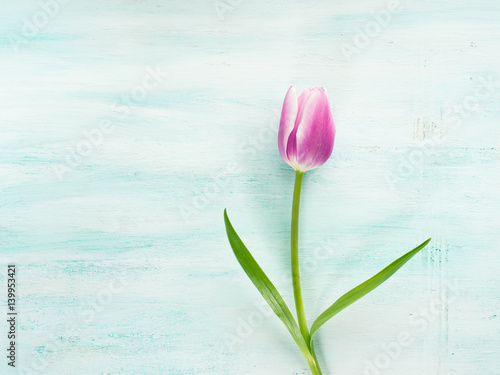 Spring easter purple tulip floral minimal pastel color background with copy space. Flat lay valentine woman mother day greeting card
