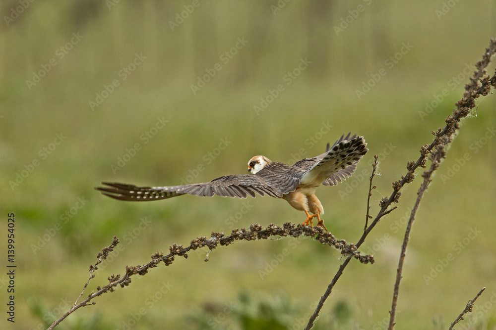 Obraz premium animal