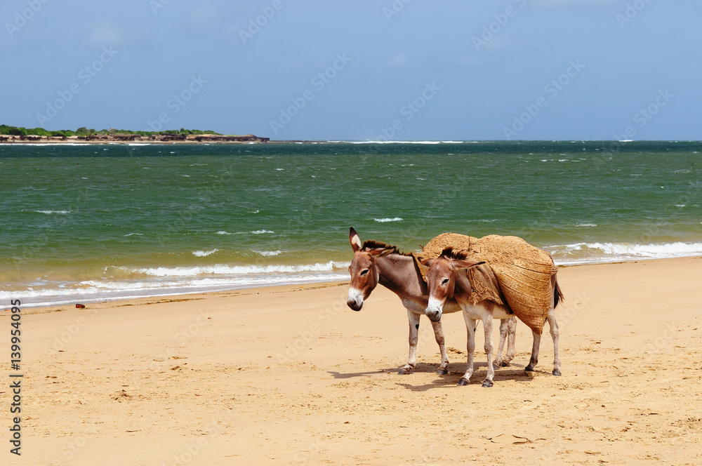 Donkeys on the beach in the vicinity of the Malindi resort in Kenya Donkeys on the beach in the vicinity of the Malindi resort in Kenya