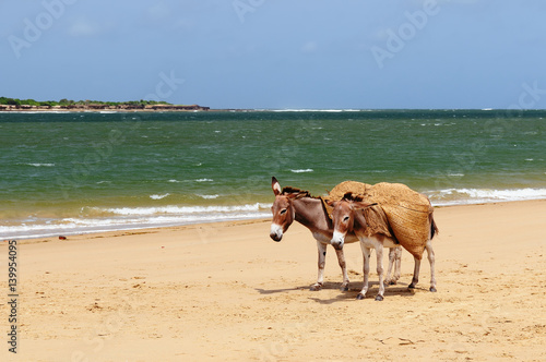 Donkeys on the beach in the vicinity of the Malindi resort in Kenya