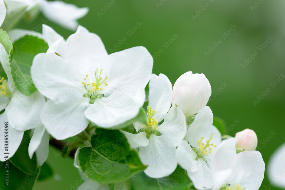 White Apple Flowers. Beautiful flowering apple trees. Background with blooming flowers in spring day. White Apple Flowers. Beautiful flowering apple trees. Background with blooming flowers in spring day.
