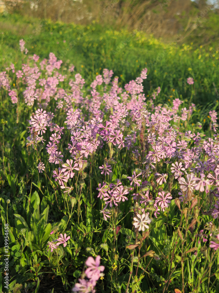 Fototapeta premium Purple spring flowers