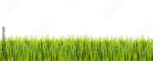 Strip of green grass on white background