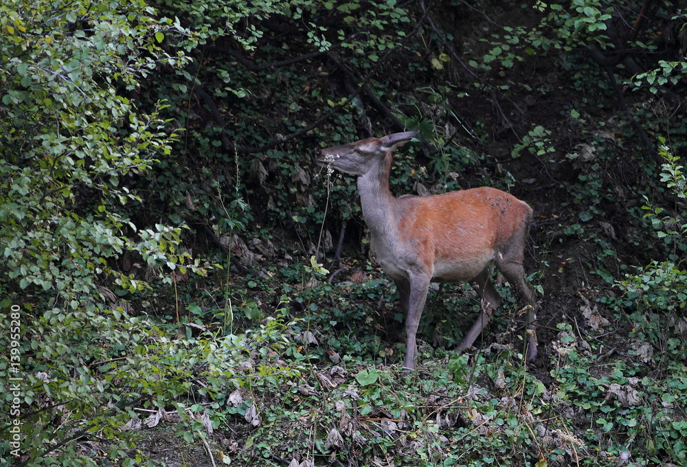 Fototapeta premium animal