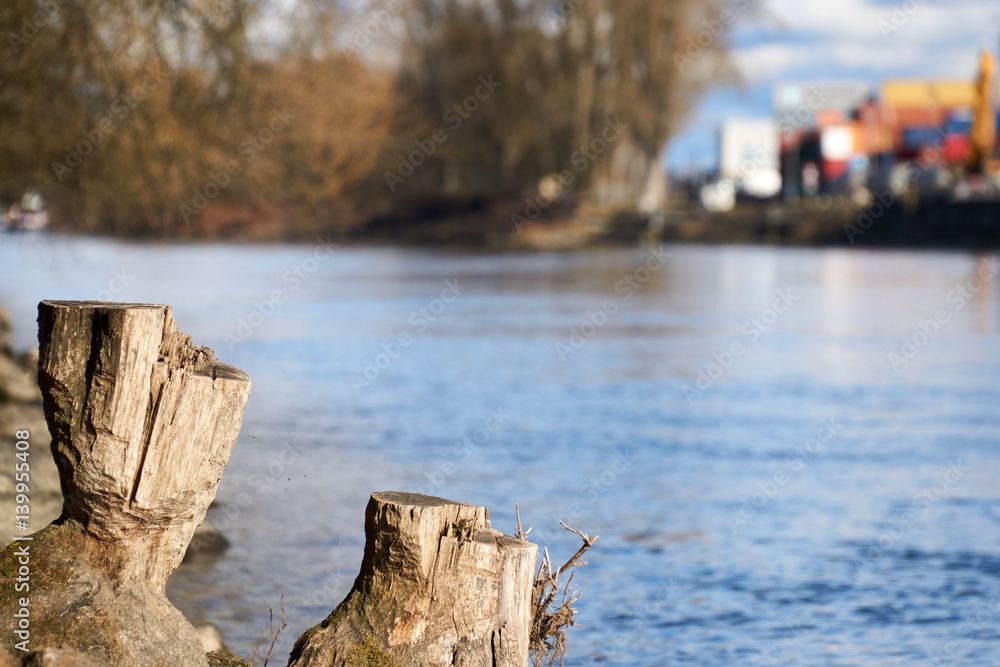 Stump in the near of a river Stump in the near of a river
