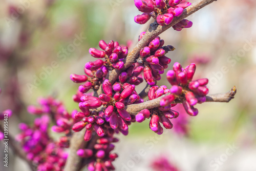 Blooming tree with pink flowers Buds in spring