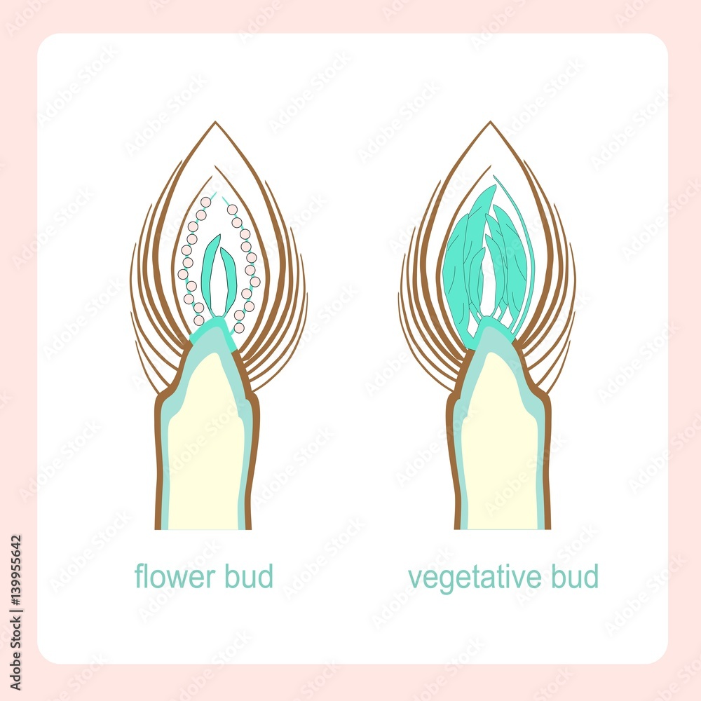 Scheme of longitudinal sections of vegetative and flower buds. Learning