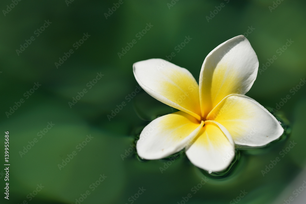 Tropical frangipani flower in green water close up
