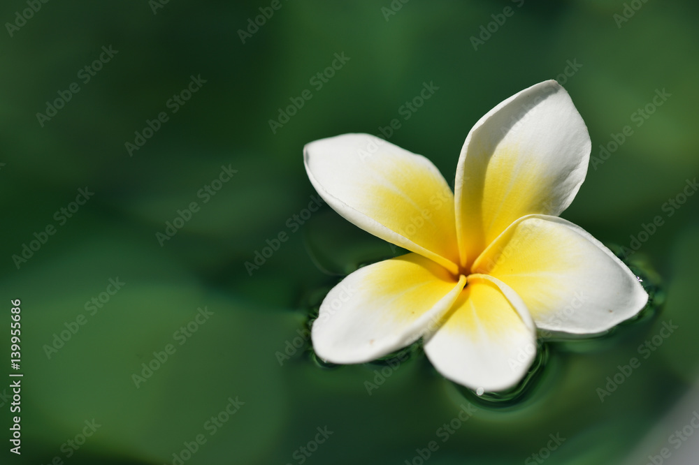 Fototapeta premium Tropical frangipani flower in green water close up