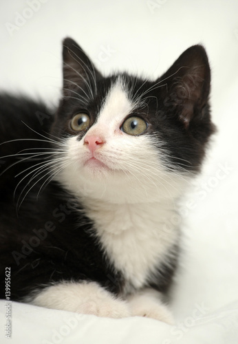 An image of a nice black and white pet