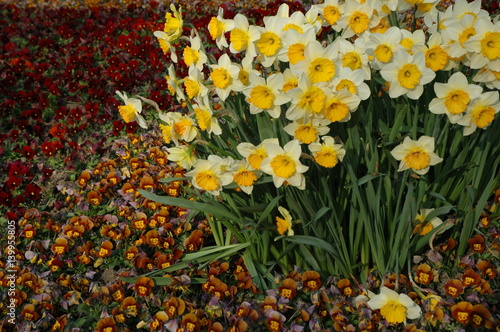 Narzissen. Frühlingsboten im gepflegten Beet