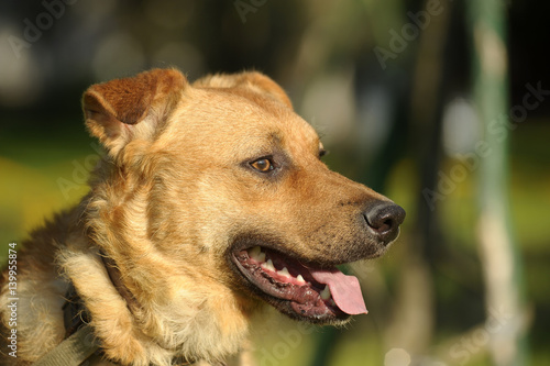 Cute brown dog with a green grass background. photo