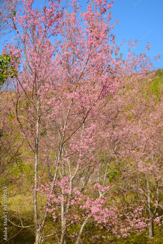 Giant tiger flower in the garden , Soft focus Wild Cherry flower (Prunus cerasoides) Giant tiger flower in the garden , Soft focus Wild Cherry flower (Prunus cerasoides)