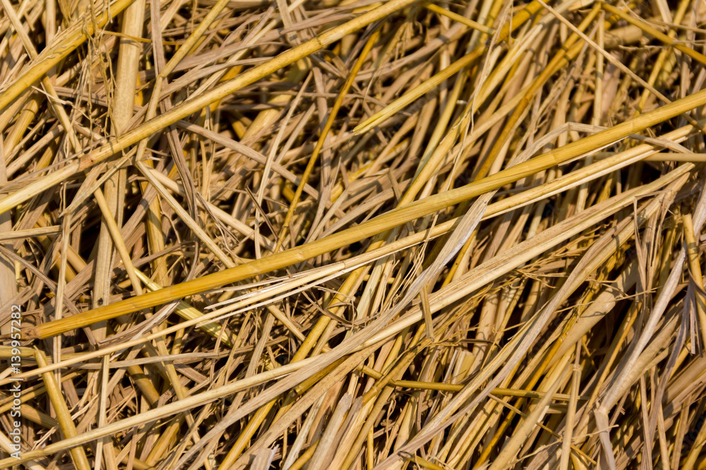  dry rice straw background