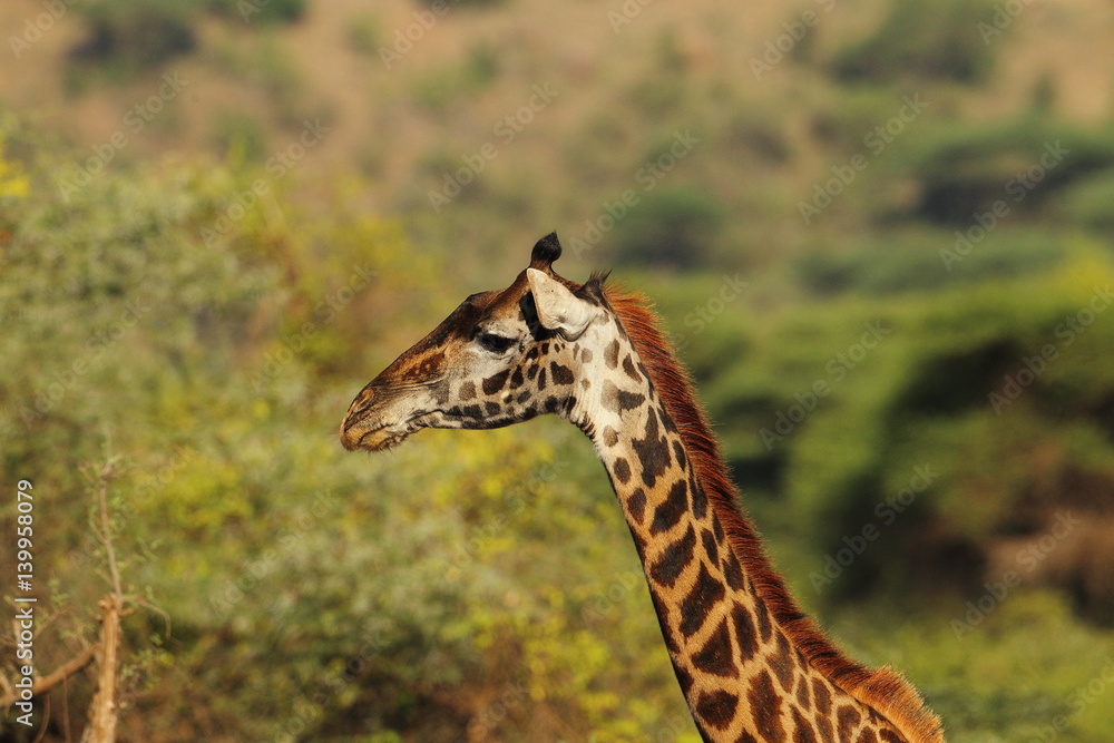 Fototapeta premium animal