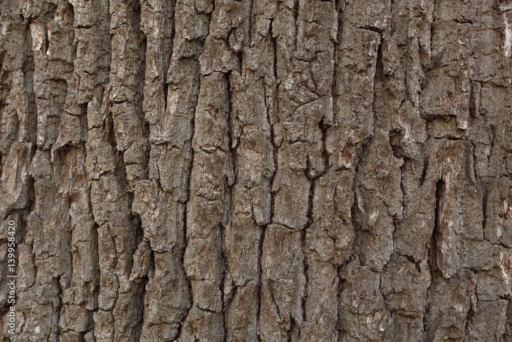 Texture of tree trunk