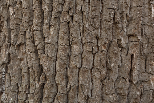 Texture of tree trunk
