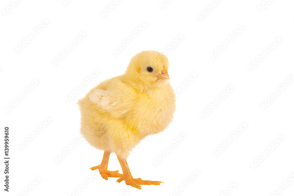 Obraz premium Walking easter chick