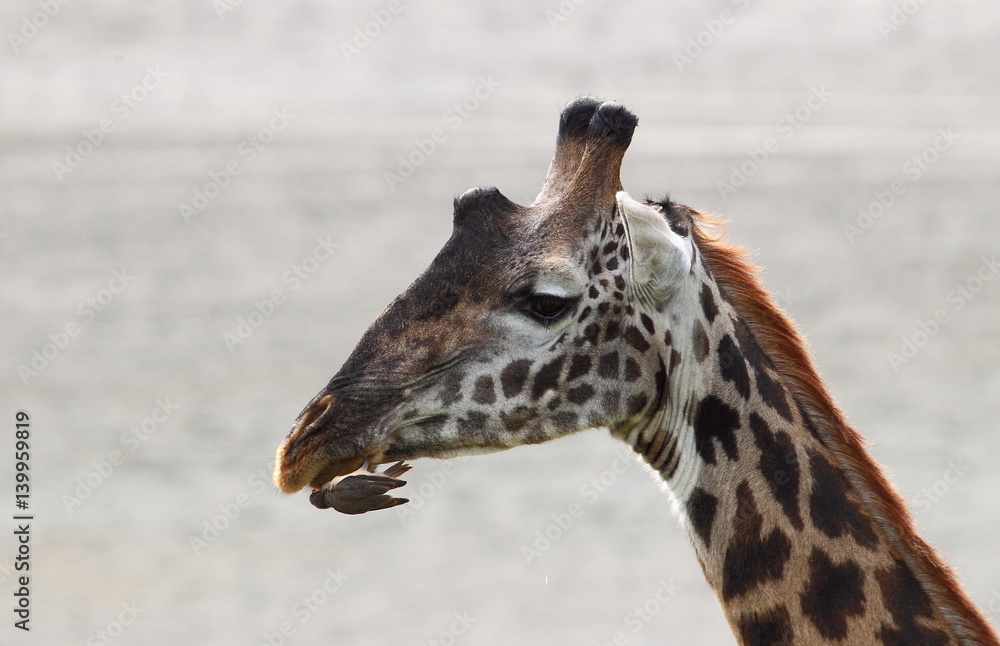 Obraz premium animal