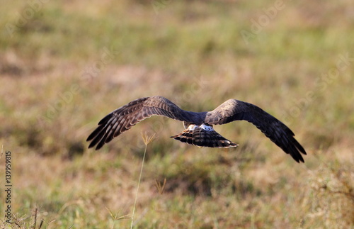 Φωτογραφία animal