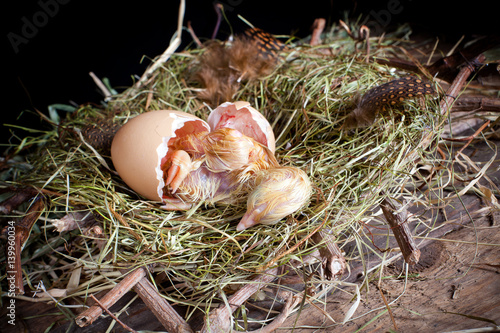 Little chick hatching